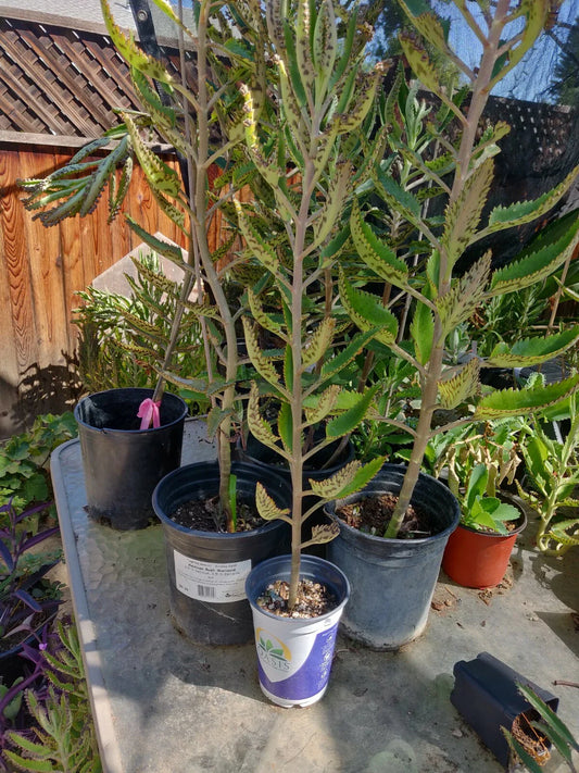 Kalanchoe Madre de Miles Aranto - 3 Pack Succulent Plants - Mother of Thousands - Easy Care Indoor Houseplants