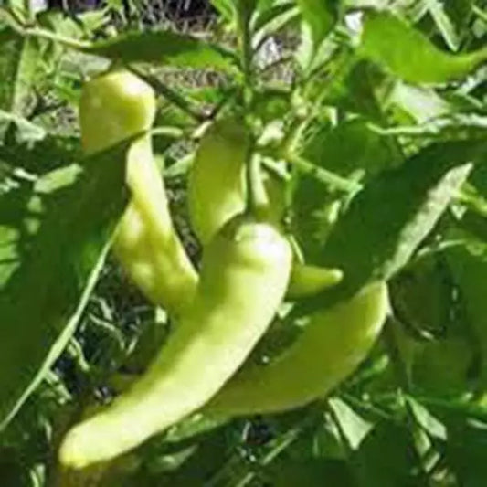 Sweet Banana Pepper Seeds, Heirloom, Non-GMO, 500 Seeds - Capsicum annuum