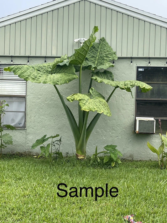 Giant Taro Plant Bare Root 20" Colocasia Elephant Ear Guaranteed Growth