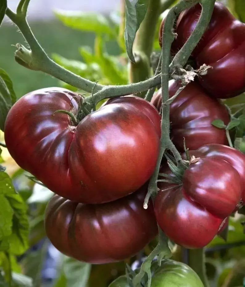 Black Brandywine Tomato Seeds - 30+ Heirloom Organic NON-GMO - Fresh Gardening Seeds for Home Planting