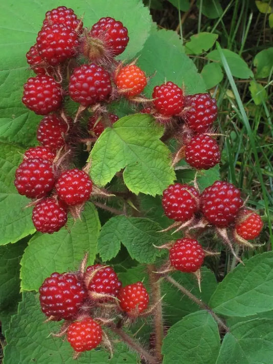 Wild Japanese Wineberry Bush Live Plant Bare Root Fruiting Rubus phoenicolasius