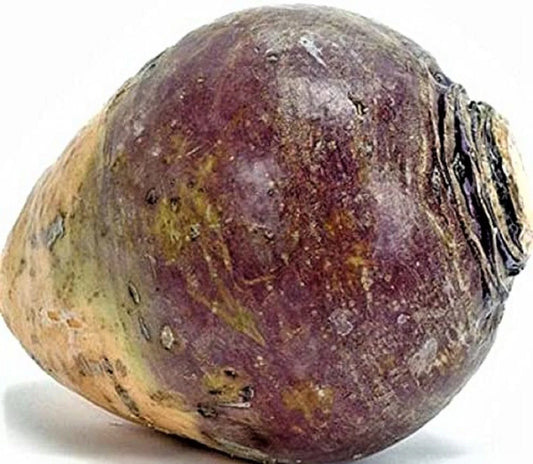 Rutabaga Seeds 500+ Count American Purple Top Non-GMO Brassica napus