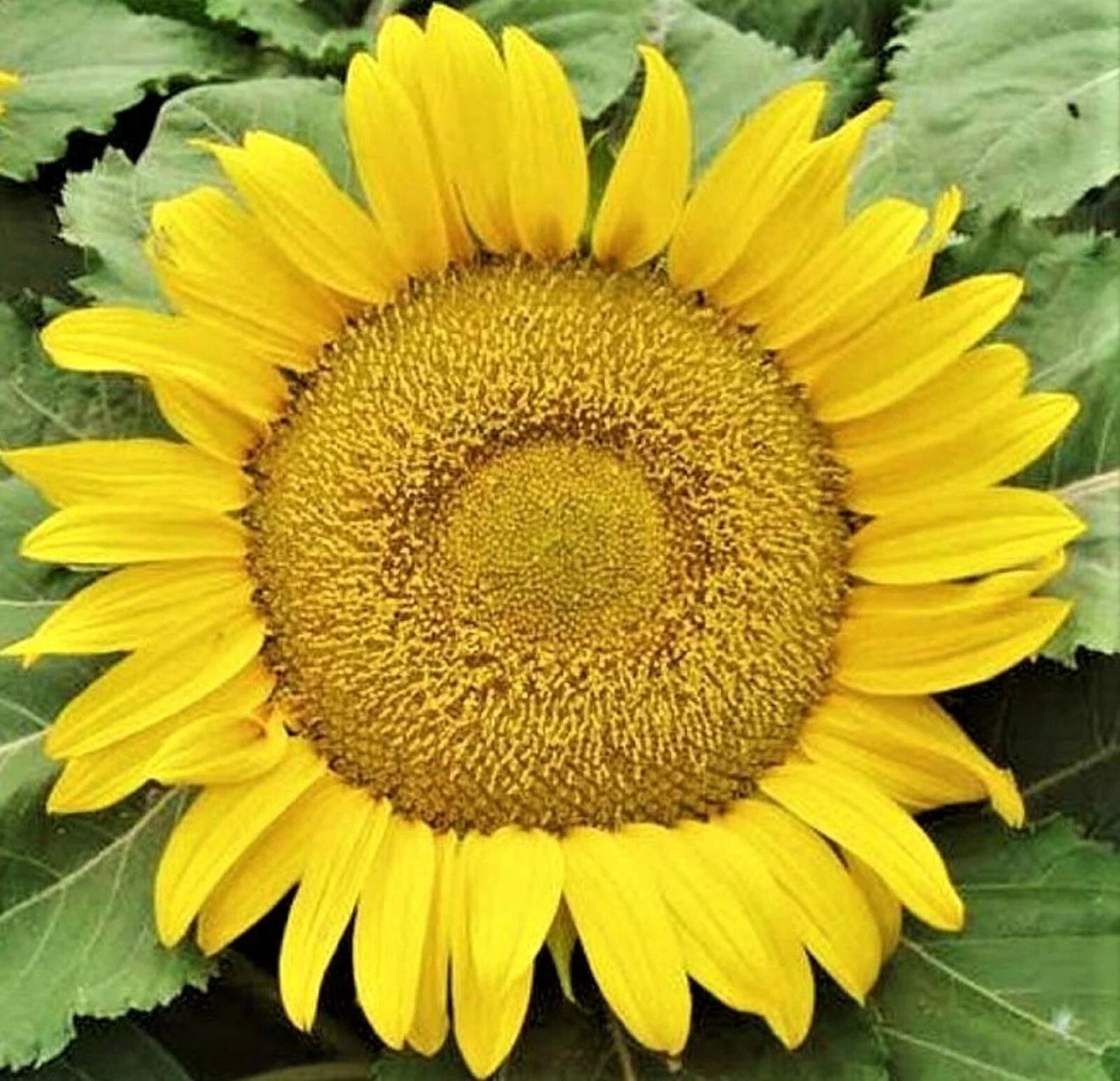 Yellow Pygmy Sunflower Seeds - 50+ Non-GMO Seeds for Planting (Helianthus debilis)