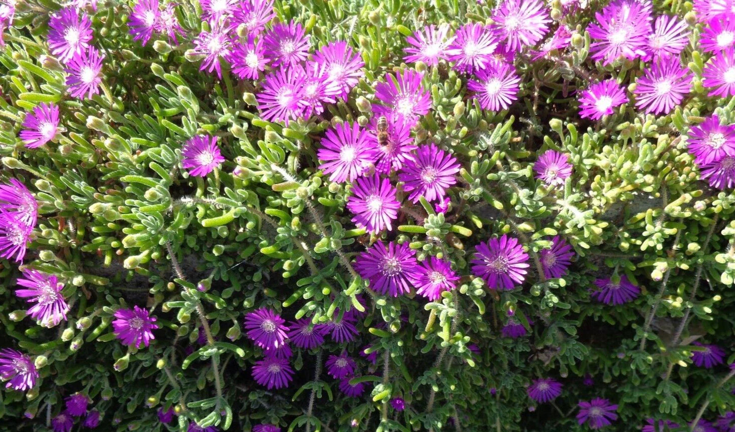 Creeping Ice Plant Cuttings 12 Pack Purple Pink Ground Cover Rare Succulents (Delosperma cooperi)