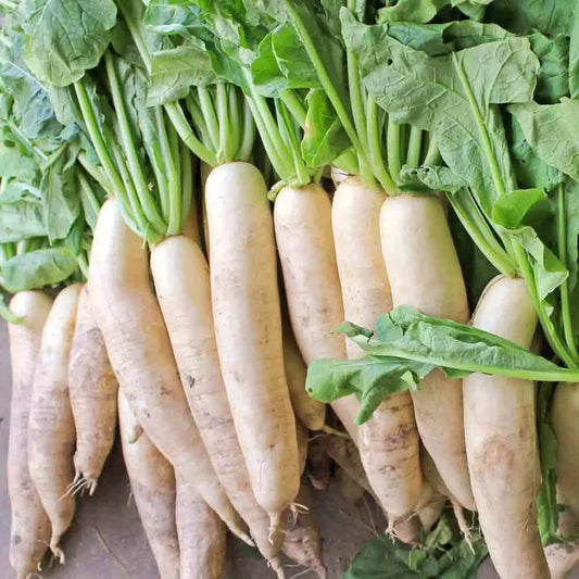 Daikon Radish Seeds 1 LB, Extremely Large Variety for Deer Food Plot, Raphanus sativus