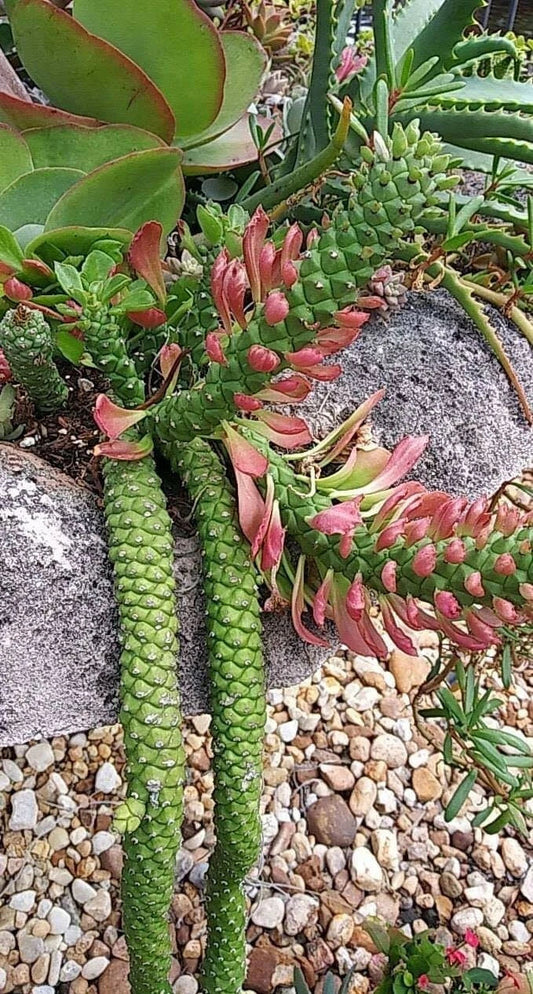 Euphorbia Monadenium Stapeloides Guentheri Succulent Cactus Plant - Medusa Variety, Unique Texture, Indoor/Outdoor Décor