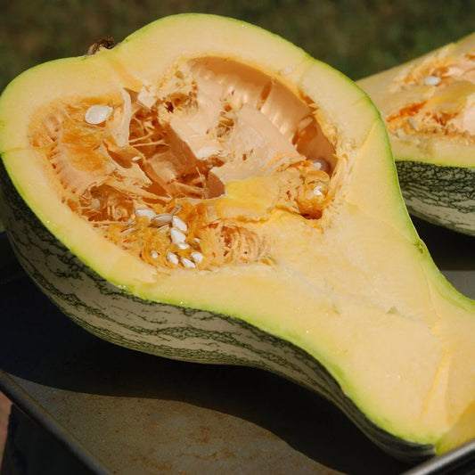 Crooked Neck Squash Seeds, 30+ Seeds, CushaW, Cucurbita argyrosperma, Heirloom Vegetable Gardening