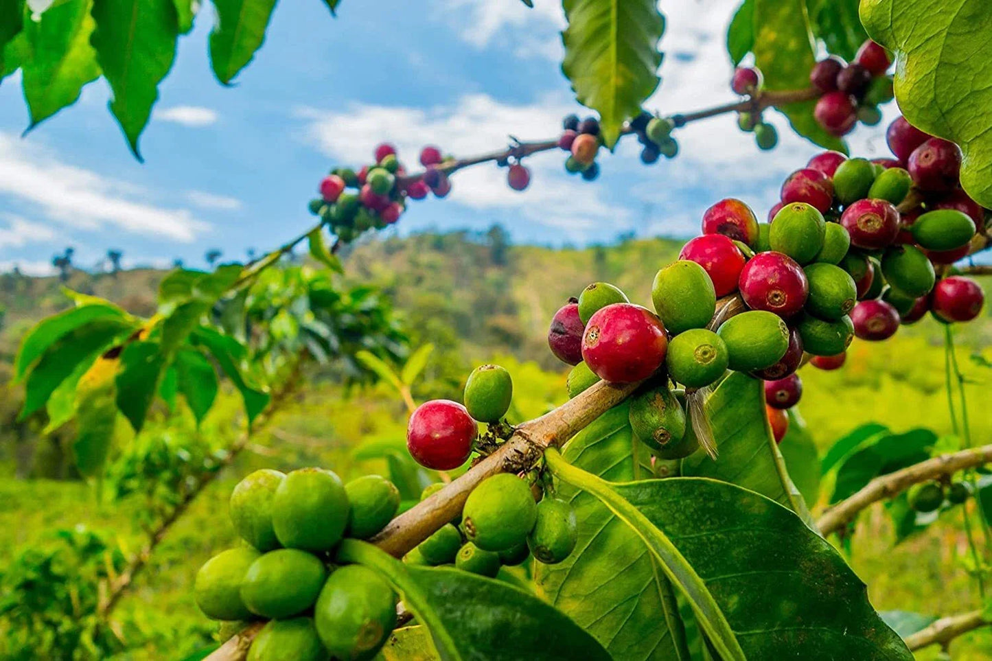 Arabica Coffee Tree Seeds - 5 Seeds - Indoor Plant - Coffea arabica - Exotic Houseplant for Gardening