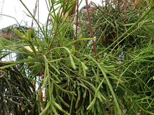 Rhipsalis Cutting - 4 Inches - Yellow/White Flowers - Branching - Rhipsalis sulcata