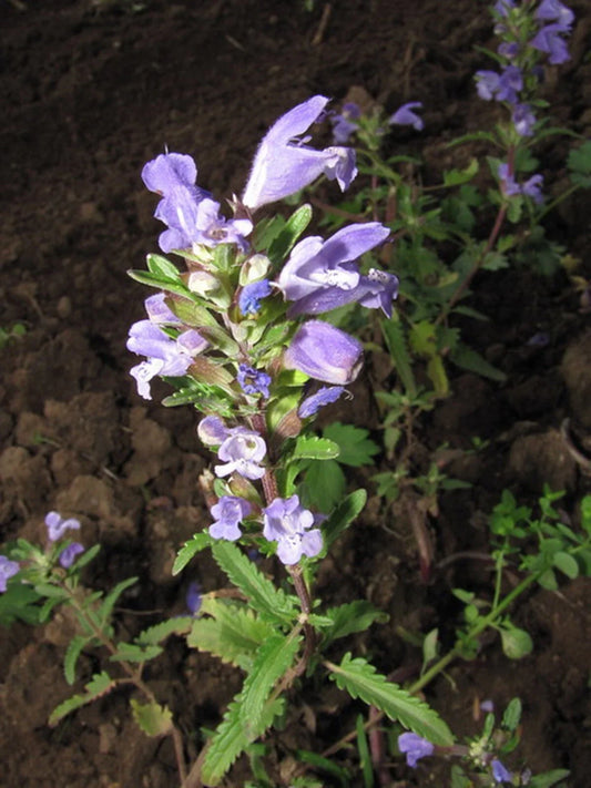 Moldavian Dragon's Head Seeds - 50+ Showy Herbal Seeds - Dracocephalum moldavica