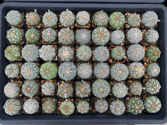 Astrophytum Asterias Super Kabuto Cactus - 54 Units - Rare Succulent Plant - Unique Variegated Features