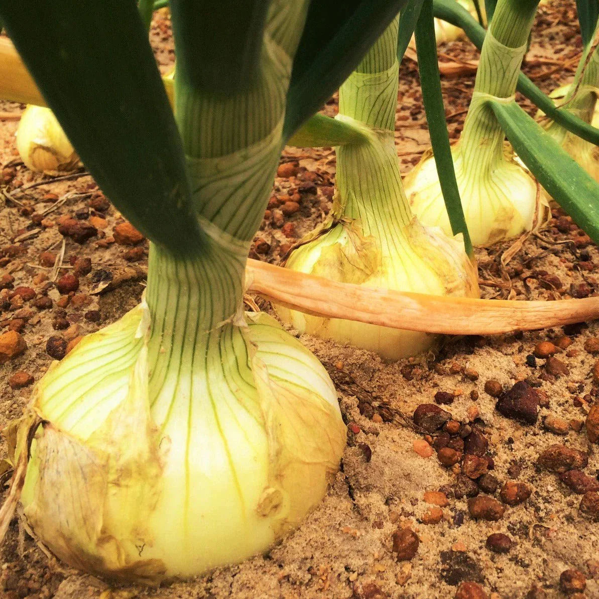 Vidalia Onion Seeds - Yellow Granex Variety for 2025 Planting - Noonday Sweet (Allium cepa)