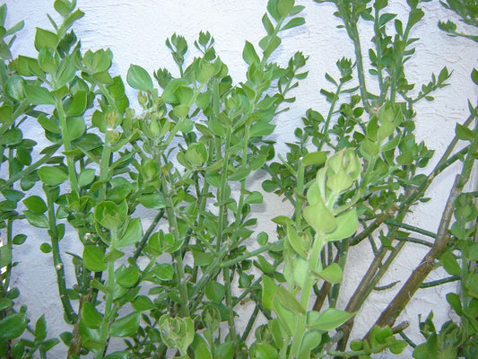 Pereskiopsis diguetii Grafting Stock Cuttings 5"-6" Top Side Cuttings - Cactus Grafting Variety