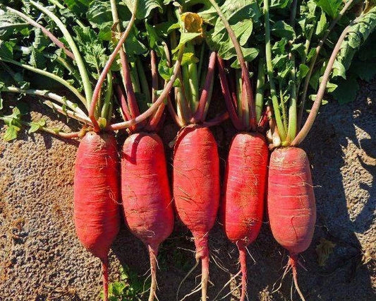 China Rose Radish Seeds - 200+ Organic Non-GMO Heirloom Seeds for Garden Planting - Raphanus sativus
