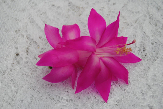 Christmas Cactus Starter Plant - Fortune Queen - Schlumbergera Truncata - Indoor Houseplant - Easy Care Succulent