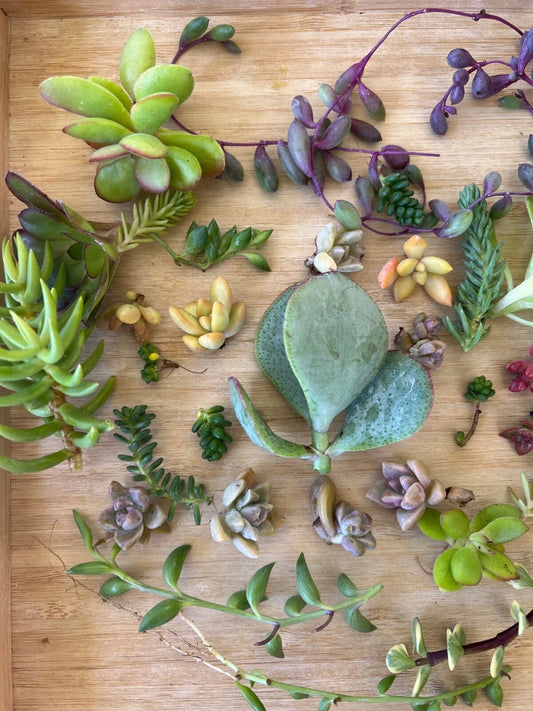 Cutting Succulents Assorted Box - 3 Types of String Succulents - Ideal for Planting and Decoration