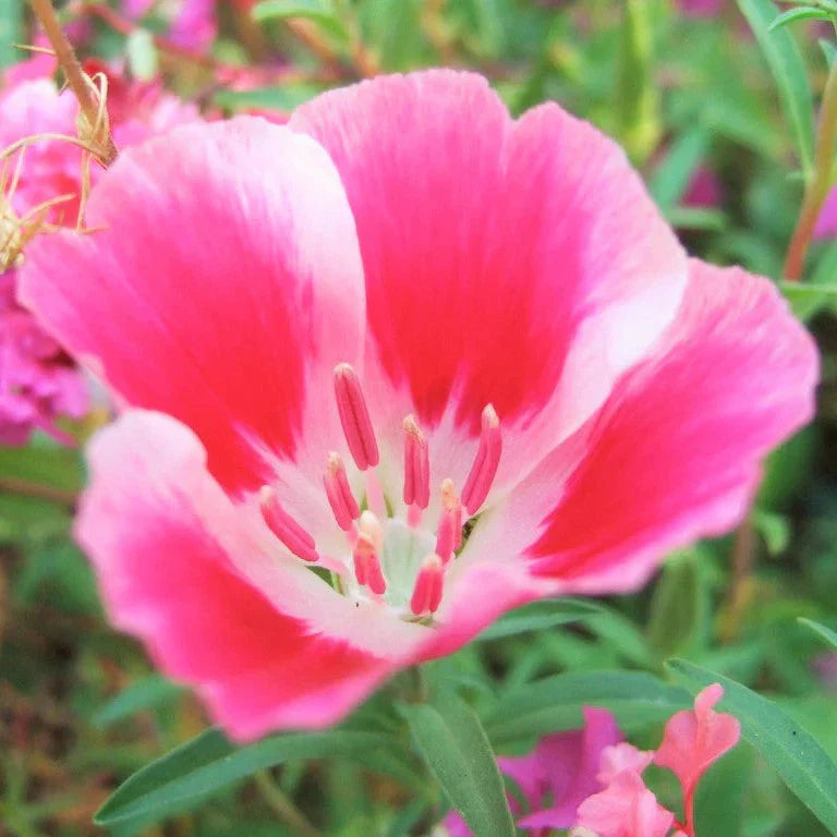 Godetia Seeds - 1000+ Count - Farewell to Spring Variety - Non-GMO (Clarkia amoena) for 2025 Planting