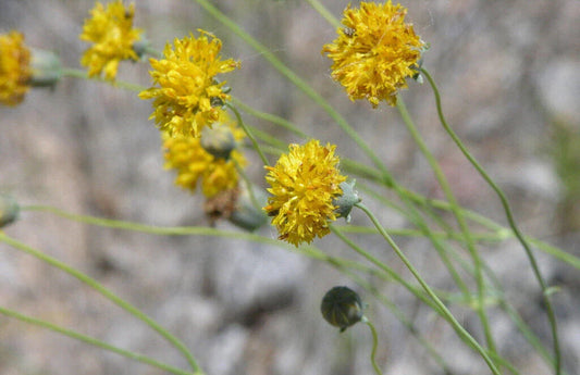 Greenthread Seeds - 58 Pack - Wildflower Yellow Flower, Navajo Tea - Thelesperma megapotamicum