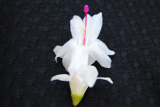 Christmas Cactus Starter Plant - Polar Dancer - Schlumbergera Truncata - Healthy Well Rooted Small Plant for Home Decor