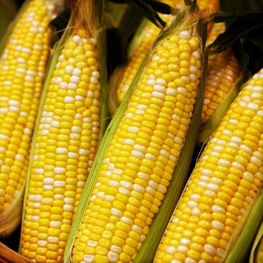 Bulk Sweet Corn Seeds - Bicolor Ambrosia F1 - Treated Seed for 2025 Planting - Fast Shipping