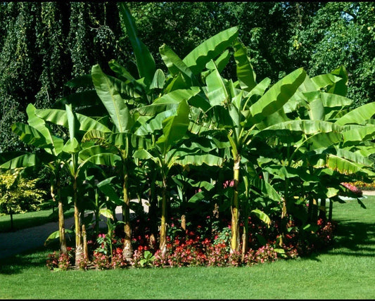 Cold Hardy Banana Tree Starter Plant - Small Rooted Musa - Live Tropical Plant for Indoor/Outdoor Gardens