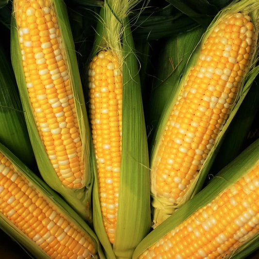 Peaches and Cream Sweet Corn Seeds - 30+ Count - Bicolor Zea mays for 2025 Planting
