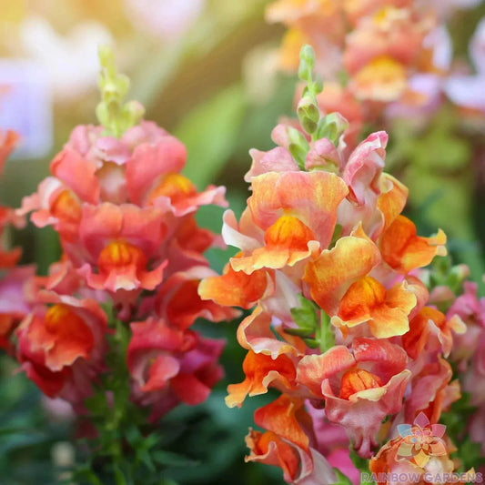 Rocket Bronze Snapdragon Seeds - 1000+ Bulk Pack for Garden Planting - Antirrhinum majus - USA Grown, Free Shipping