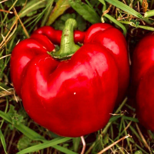 Sweet Big Red Pepper Seeds - 30+ Non-GMO Heirloom Bell Pepper Seeds for Gardening - Capsicum annuum