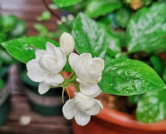 Jasmine Flower Seeds - 12 Potted Seeds - Fragrant Variety - Jasminum spp.