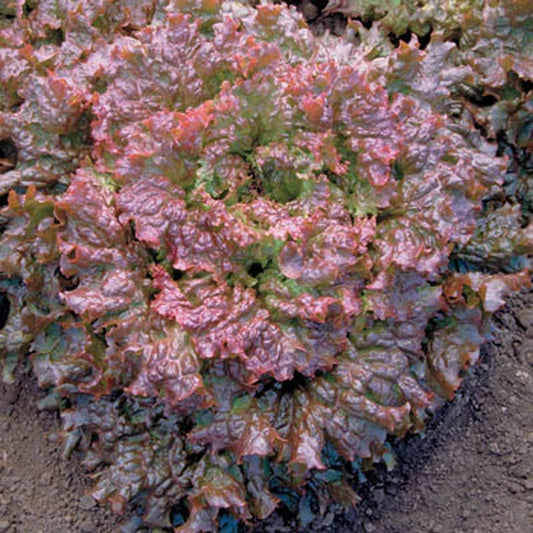 Lettuce Seeds - Red Sails Variety - Fresh Organic Seed for Home Gardening - Ideal for Salad Greens
