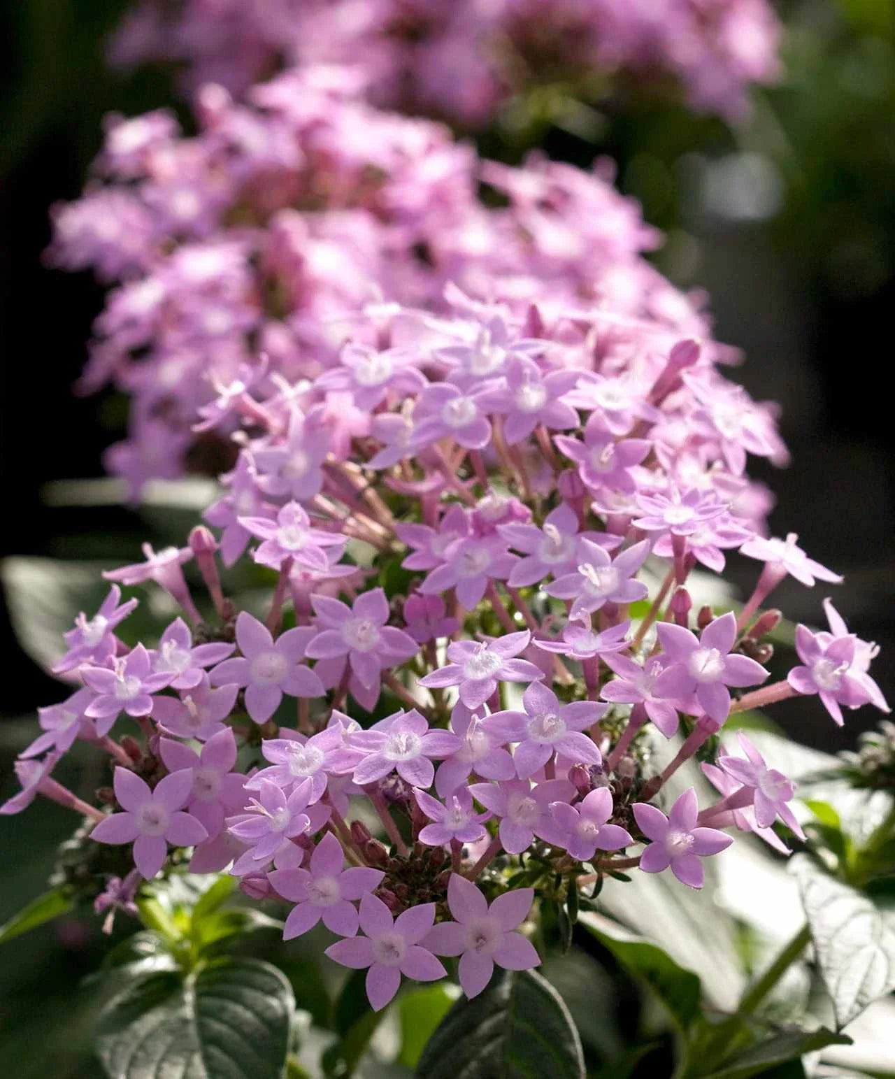 Pentas Seeds 500 Count Northern Lights Lavender (Pentas) - Non-GMO Flower Seeds for Gardening and Landscaping