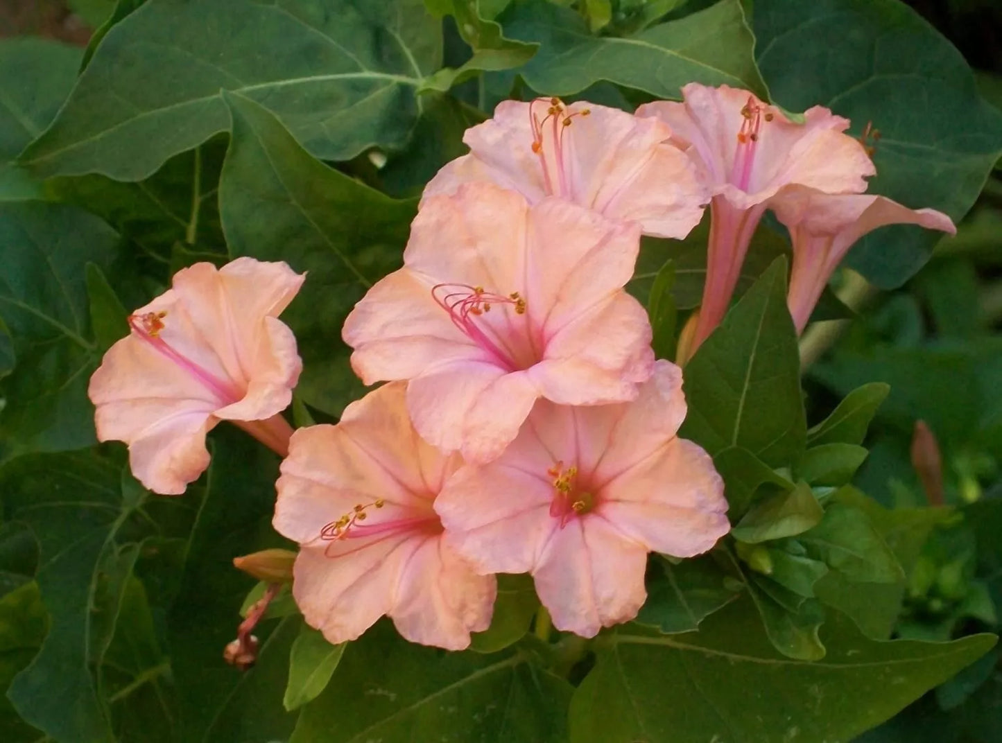 25 Salmon Four O'clock Flower Seeds - Perennial Blooming Plants - Mirabilis jalapa - 4 Seeds per Pack - US Seller