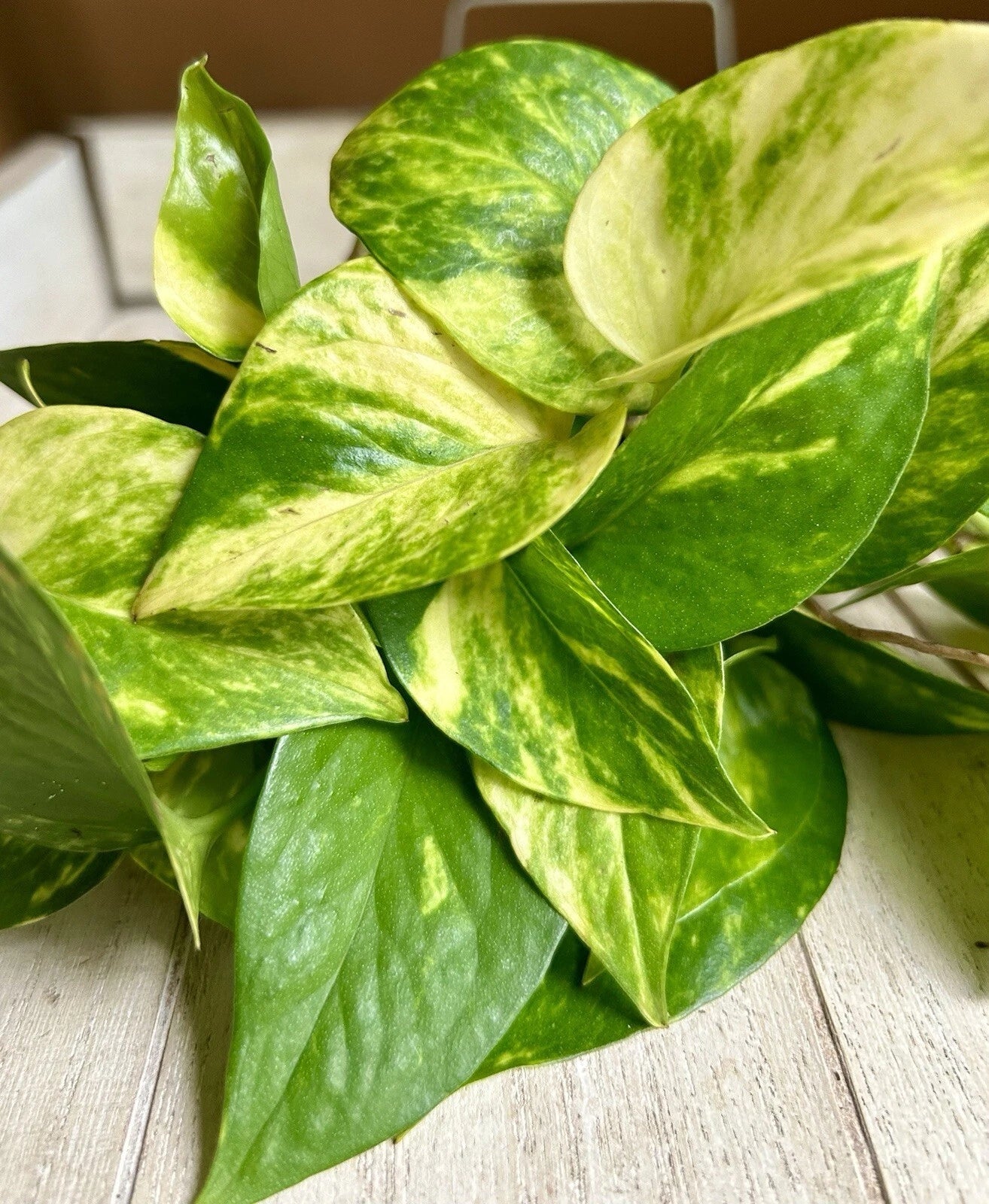 Rooted Plant Cuttings - 20 Pothos Cuttings - Epipremnum aureum - Indoor Houseplant Starter