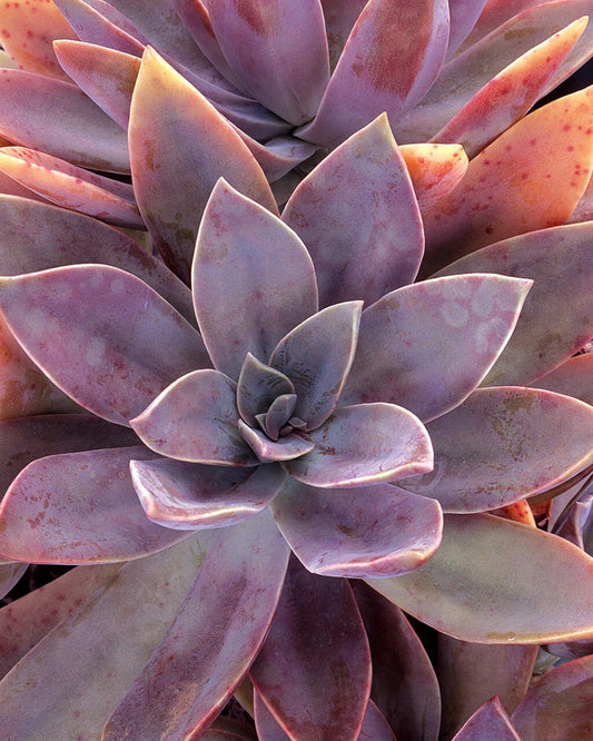 Graptoveria 'Fred Ives' Potted Plant - 4" Succulent with Colorful Rosettes - Ideal for Indoor Decor