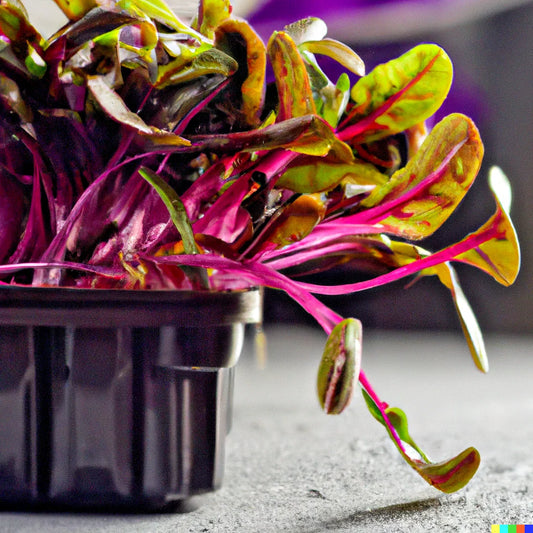 400 Bulk Swiss Chard Seeds - Magenta Sunset Variety for Microgreen Sprouts and Planting (Beta vulgaris)