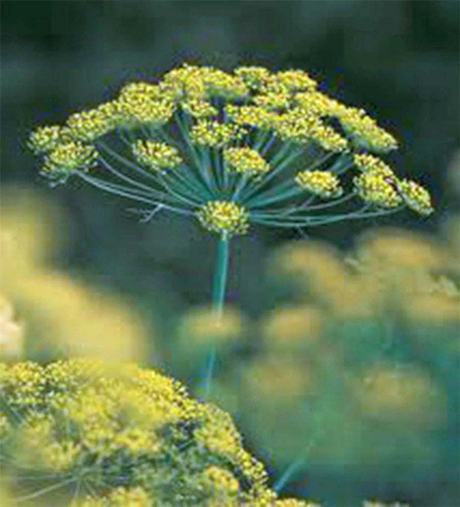 Dill Seed Bouquet - Heirloom Non-GMO Herb Spice Seeds, 100 Seeds, Anethum graveolens