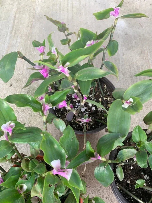 Variegated Tradescantia Blushing Bride Cuttings - 3 Rare Wandering Jew Houseplant Cuttings for Indoor Gardening