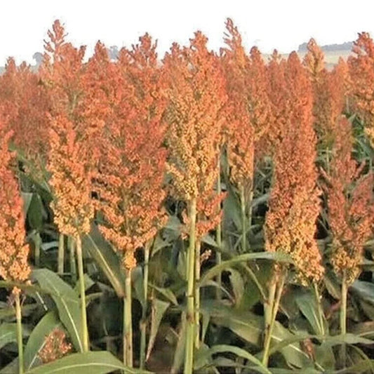 Sorghum Seeds - 100+ Organic ROX ORANGE Sweet Sorghum Seeds for Syrup - Sorghum bicolor