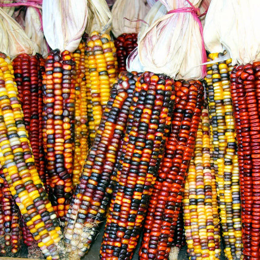Rainbow Ornamental Corn Seeds | Multicolor Indian Dent Flint Popcorn Seed | Zea mays 2025