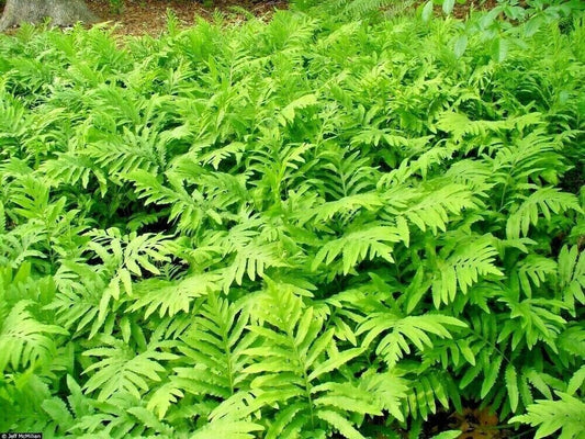Sensitive Fern Live Plants - Woodland Native - Fully Rooted - Deer Proof - Onoclea sensibilis - Size 3-10