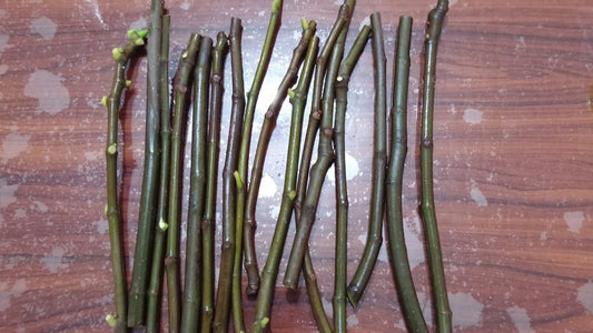 Desert King Fig Cuttings (Ficus carica) - 2 Unrooted 6-8" | Cold Hardy Green Fig with Sweet Red Flesh | Ideal for Propagation & Home Gardens