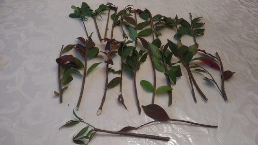 20 Cherry Laurel Cuttings | Fresh Unrooted Starts | Organic Grown | Prunus laurocerasus | Hedge Shrub Tree | Fast Growing Privacy Plant