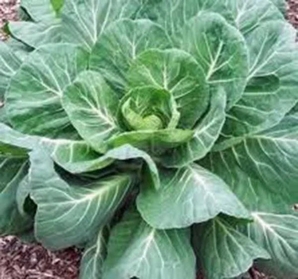Collard Greens Seeds, Heirloom Georgia Southern, 1000 Non-GMO Seeds, Brassica oleracea
