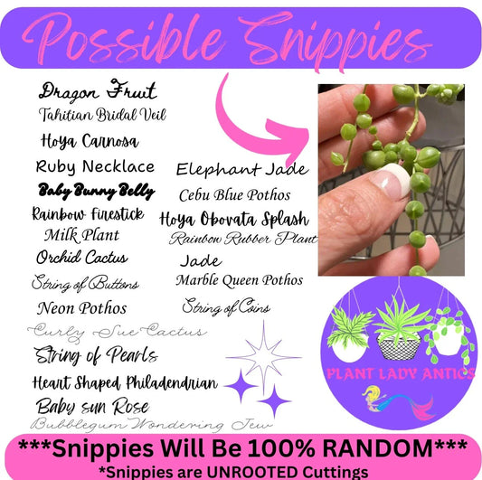 Mystery House Plant Cuttings Set of 6 - Indoor Plant Variety for Home Decor - Ideal for Plant Lovers