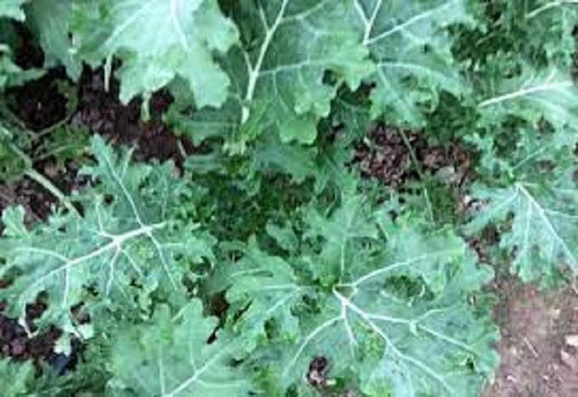 Organic Heirloom Kale Seeds - Premium White Russian Variety - Non-GMO, Fresh Gardening Seeds - Brassica oleracea