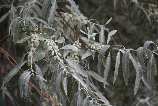 Russian Olive Tree Seeds - Elaeagnus angustifolia - Hardy Perennial Plant - Drought Tolerant, Fragrant Foliage