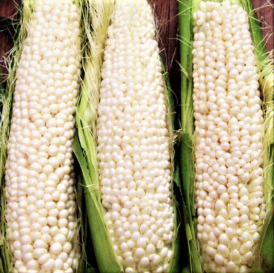 Country Gentleman Sweet White Corn Seeds | Heirloom Shoepeg Variety | Zea mays