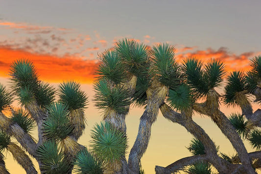Joshua Tree Seeds - 10 Pack - Grow Highly Prized Yucca brevifolia - Native Desert Plant