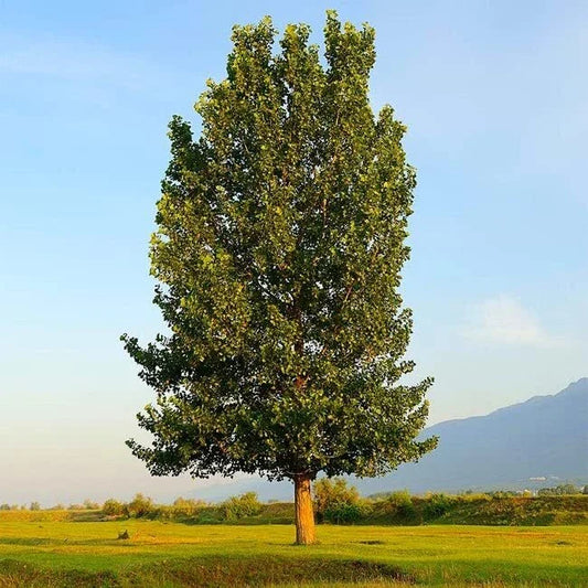 Hybrid Poplar Trees - 4 Pack - Fast Growing Privacy & Shade Trees - Populus deltoides x Populus nigra
