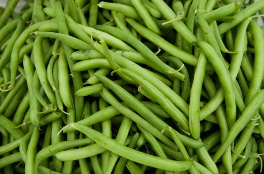 Contender Green Bean Seeds - Fresh Green Bean Seeds for Planting - Phaseolus vulgaris - Free Shipping